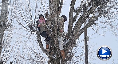Besicilerden alternatif yem yöntemi