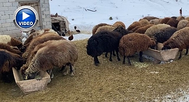 Besicilerin zorlu kış mesaisi 