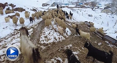 Beyaz örtü altında zorlu yaşam