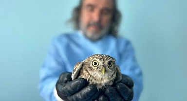 Bitkin düşen yaban hayvanlarına şefkat eli