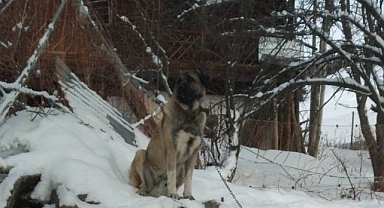 Cesur bekçi köpeği 6 kurda meydan okudu  