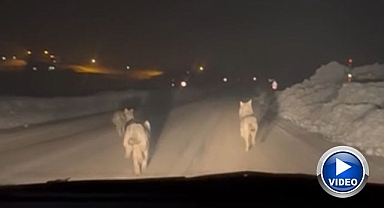 Çetin kış şartları yaban hayatını zorluyor! 