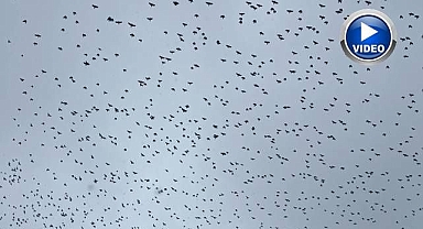 Dalga dalga ilerleyen sürülerin yolculuğu kamerada