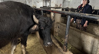 Devlet desteğiyle manda sayısını 4'e katladı