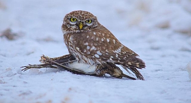 Doğada sıra dışı av!