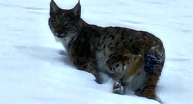 Doğanın vahşi yırtıcısı kamerada