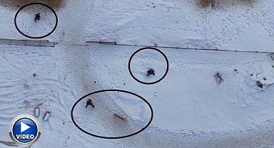 Doğaseverin köpeklerle zor anları