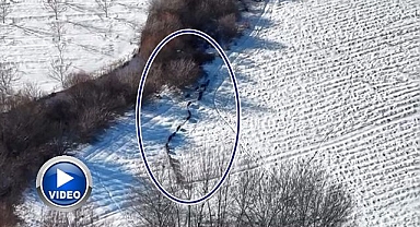 Domuz sürüsü kameralara yansıdı