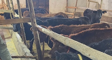 Düve teslimatları devam ediyor