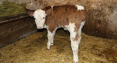 Erzurum' da buzağı kayıplarını önlemek için eğitim seferberliği 