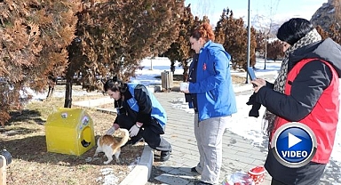 Erzurum'da sokak kedileri unutulmadı