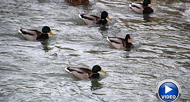 Göç eden yeşilbaşlı ördekler Çoruh Nehri'ni mesken tuttu