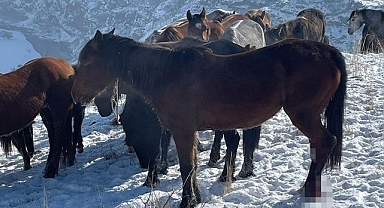Görenlerin yürekleri sızladı! Atlar vurulmuş halde bulundu
