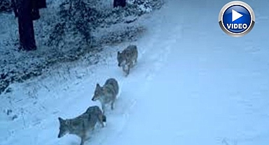 Gündüz vakti kurt saldırısı: Yavru köpek telef oldu!