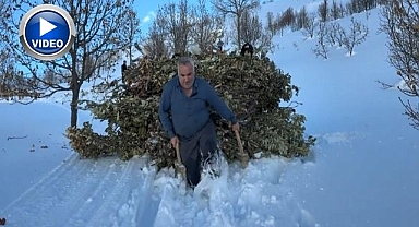 Hayvanlar için kızaklı yem mesaisi
