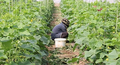 Kadın çiftçilere yüzde 50 hibeli sera desteği