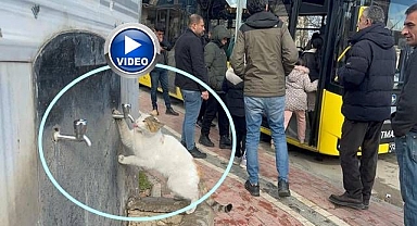 Kana kana su içen kedi görenleri şaşırttı