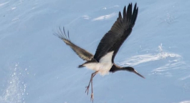 Kara leylekler göç etmeyi unuttu