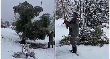 Karın ağırlığı ağaçları yerle bir etti