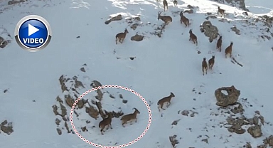 Karlı arazide yiyecek ararken görüntülendiler