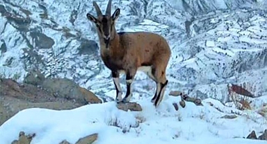 Karlı zirvede objektife takılan misafir: Dağ keçisi kamerada 