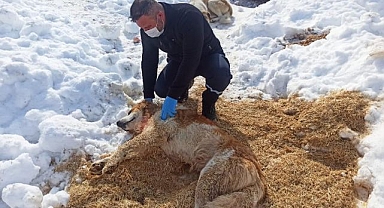 Kurt saldırısında yaralandı