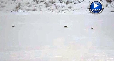 Kurt sürüsü görüntülendi