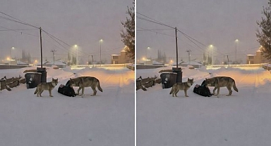 Kurtlar mahalle arasına indi