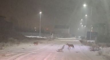 Kurtlar yerleşim yerlerine indi