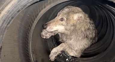 Lastikçide kurt paniği!