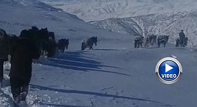 Mahsur kalan atlar kurtarıldı