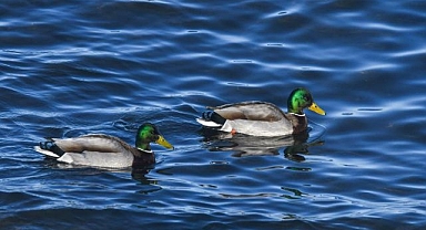 Mavi sularda süzülürken görüntülendiler