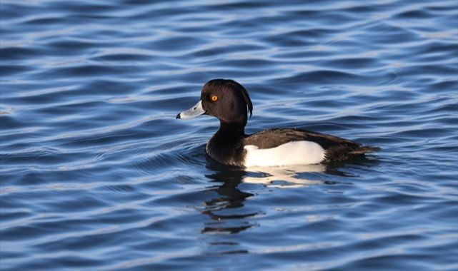 Nadir kuş türü sulak alanlarda görüntülendi