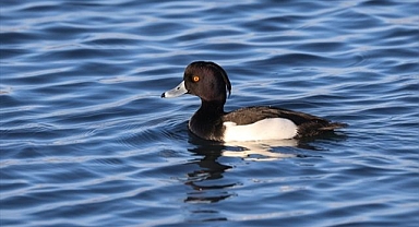 Nadir kuş türü sulak alanlarda görüntülendi