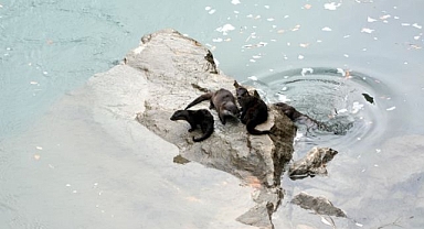 Nehirde 4 su samuru görüntülendi