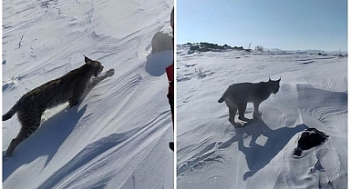 Nesli tehlike altındaydı: Karlı arazide görüntülendi