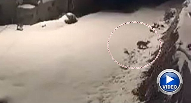 Nesli tükenme tehlikesiyle karşı karşıya! 