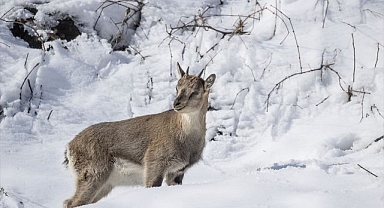 Objektifler kırsalda yaban keçilerine çevrildi