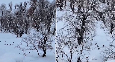 Onlarca keklik köye indi   