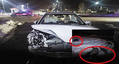 Otomobil domuz sürüsüne çarptı!