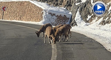Sarp kayaların efendileri yola kadar indi!