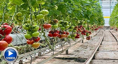 Seradan çıkıp Avrupa halk pazarında satılıyor 