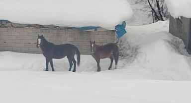 Sınırda terk edip gittiler!