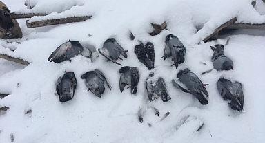 Soğuğa dayanamadılar! Onlarca güvercin donarak telef oldu!