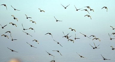 Soğuk havaya rağmen zorlu coğrafyaları terk etmiyorlar