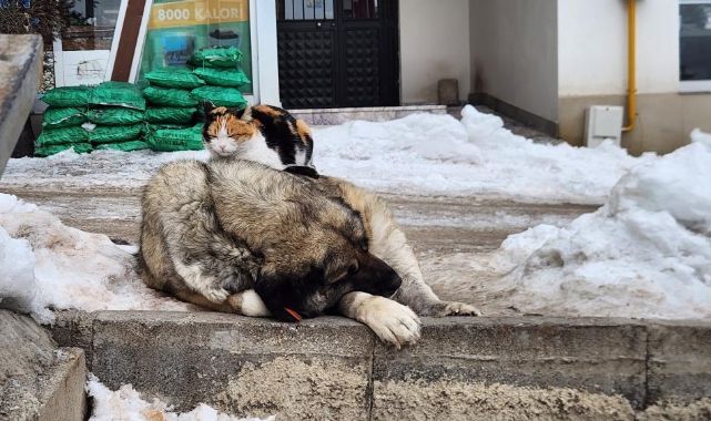 Soğuk kış gününde iç ısıtan dostluk
