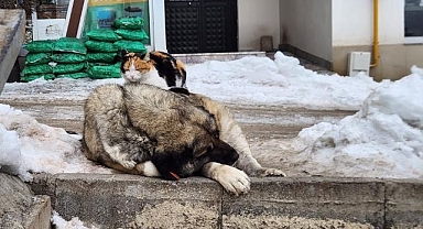 Soğuk kış gününde iç ısıtan dostluk