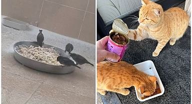 Sokak hayvanları için seferber oldular