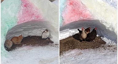 Sokak hayvanlarına kardan barınak   