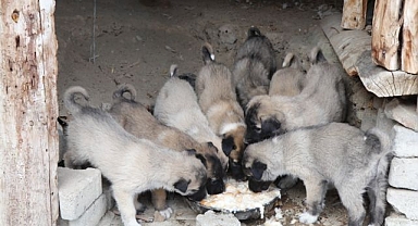 Sokak köpeği 10 yavru doğurdu